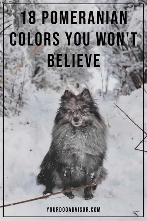 18 Pomeranian Colors You Won’t Believe - Your Dog Advisor