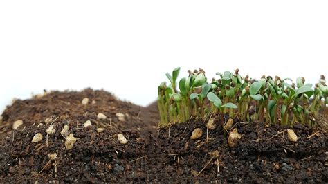 Alfalfa Sprout Growth TIME LAPSE YouTube