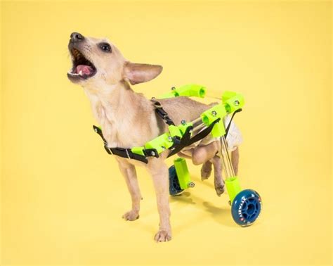 10 Free DIY Dog Wheelchair Plans - DIYnCrafty