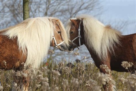 Hengsten Vos Stal Vd Valkenhof