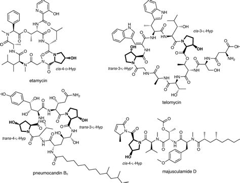 Hydroxyproline-containing peptide antibiotics synthesized via free ...