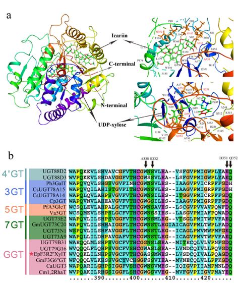 Assumed Structural Model Of EpF3R2XylT Protein And Multiple Sequence