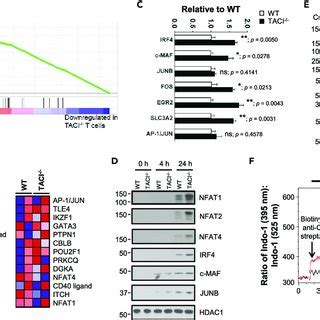 Augmented Expression Of NFAT Dependent Transcriptional Pathway