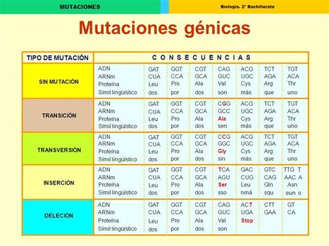 Mutaciones Gen Micas Definici N Y Ejemplos Resumen