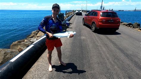 Portland Fishing 66cm Kingfish Off The Lee Breakwall Kingy Runs Sharks