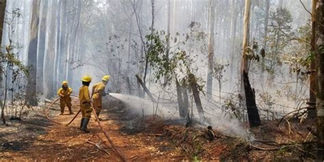 Cinco Provincias Registran Focos Activos De Incendios Forestales