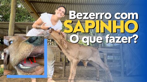 Como Tratar O Sapinho - Tratamento de “SAPINHO” em BEZERRO RECÉM NASCIDOS da resultado? - YouTube