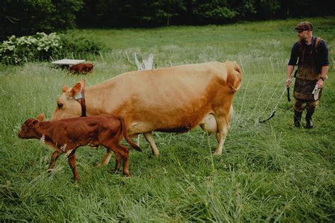 Newborn Calf Care Abundant Permaculture