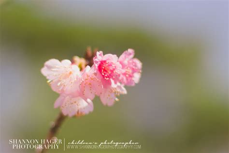 Enjoying Life With 4 Kids: Cherry Blossoms in Okinawa