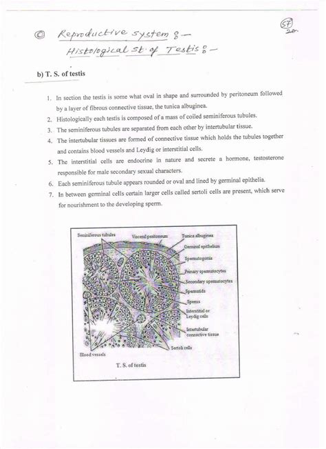 Solution Histology Of Testis Ovary Studypool