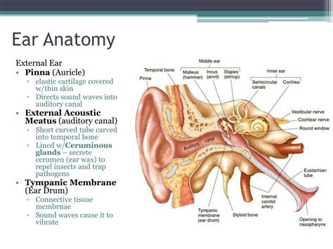 Anatomy Of The Ear Ppt