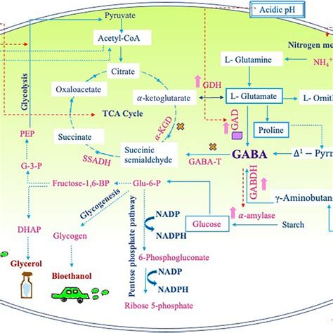 Representation Of Different Gaba Metabolic Pathways In Cyanobacteria Download Scientific