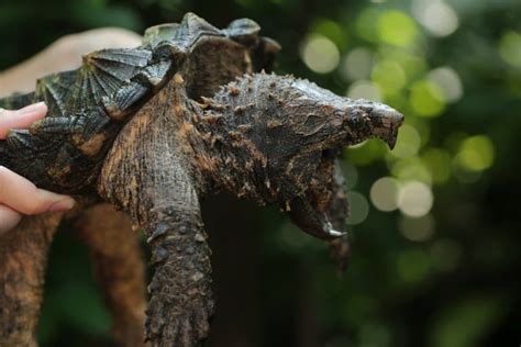 11 Awesome Alligator Snapping Turtle Facts Fact Animal