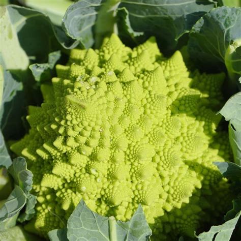 Blumenkohl Romanesco