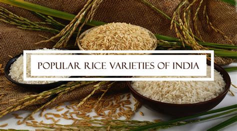 Popular Rice Varieties Of India Singarajan