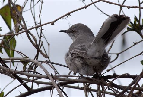 Northern Mockingbird