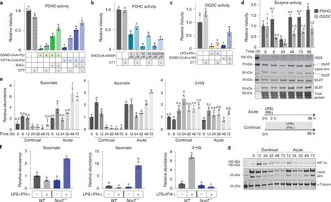 Recovery Of Rns Mediated Pdhc And Ogdc Inhibition In Vitro And In