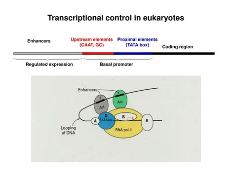 Ppt Elongation Phase Transcription Bubble Powerpoint Presentation