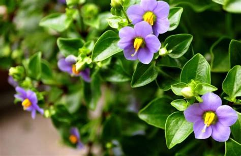 Exacum Affine Persian Violet Care Growing Guide