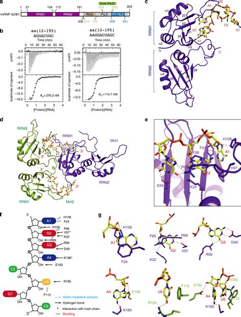 Overview Of The Structure And Itc Of Hnrnp A B In Complex With Mer