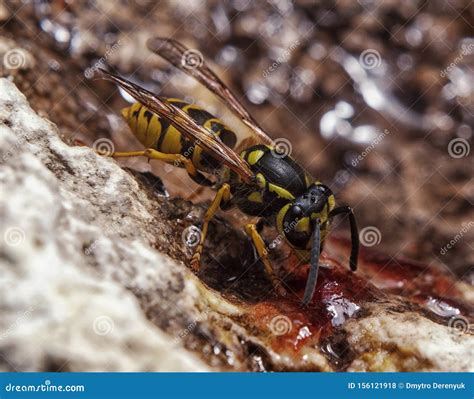 Image Of A Wasp Insect In A Natural Environment Mega Macro Shot