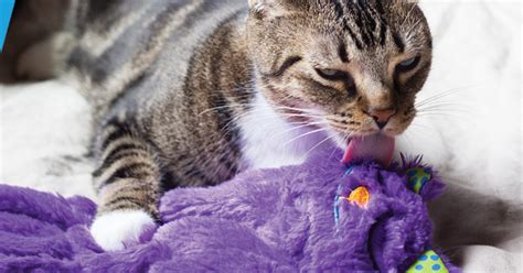 Purring Plush Cat Toy Only $3.25 (Regularly $15) | Soothes Anxious Cats