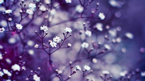 Desktop Background Flowers (67+ pictures) - WallpaperSet