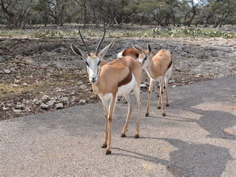 The Online Zoo Springbok