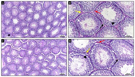 Representative Photomicrographs Of Hande Stained Testicular Sections A