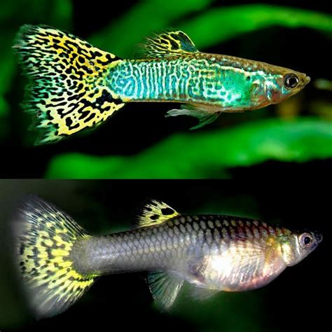 Aquarium Central Platies Blue Coral Calico Platy Xiphophorus