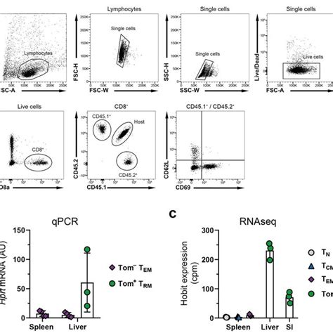 Fate Mapping Of Hobit Expressing Cells Identifies Primary Trm Cells A Download Scientific