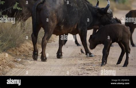 African buffalo calf Stock Videos & Footage - HD and 4K Video Clips - Alamy