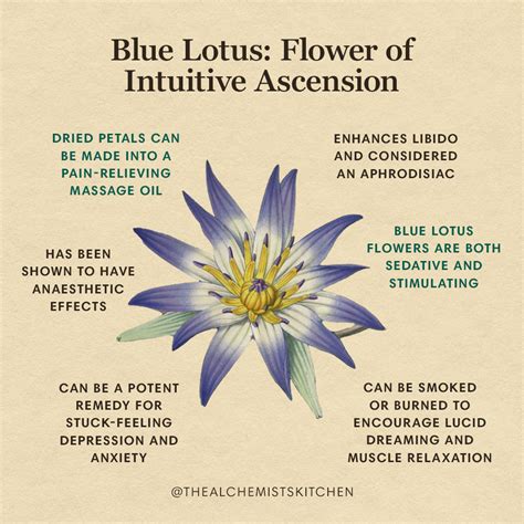 Blue Lotus Flower Of Intuitive Ascension The Alchemists Kitchen