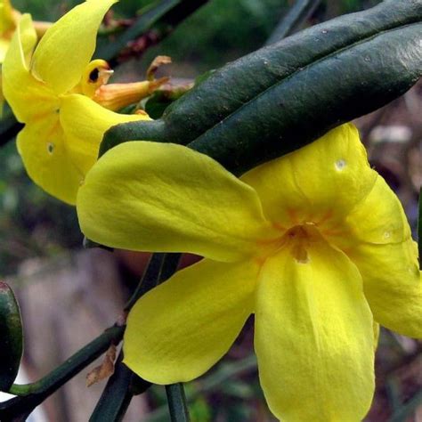 Jasmin D Hiver Jaune Vente Jasminum Nudiflorum