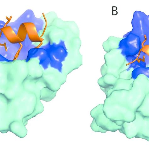 Molecular Model Of The Human P Mdm Complex A And Predicted