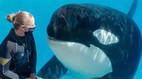 Seaworld Killer Whales Left Gruesome Souvenirs In Pools After