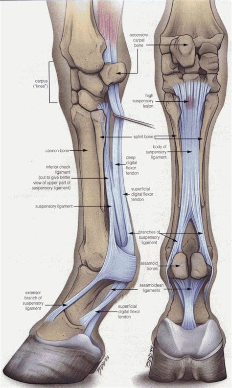 Anatomy every horse owner should know! The Equine Lower Front Leg ...