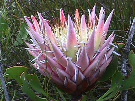 Proteas PlantaSonya O Seu Blog Sobre Cultivo De Plantas E Flores