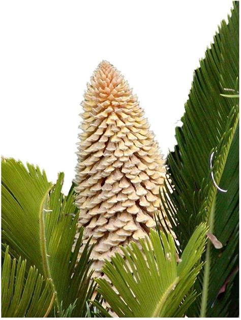 Wunderschöne Cycas Palme Cycas Revoluta 1 Frischer Großer Samen