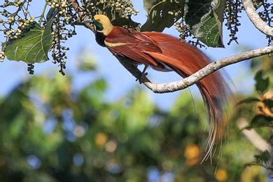 Birding Tour Papua New Guinea: Attenborough's Paradise