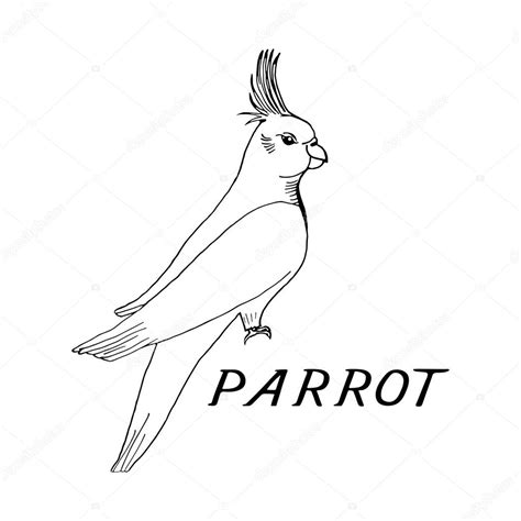 Hand Draw Parrot Sketch Style Stock Vector Image By ©gennadiikorchuganov 93903574