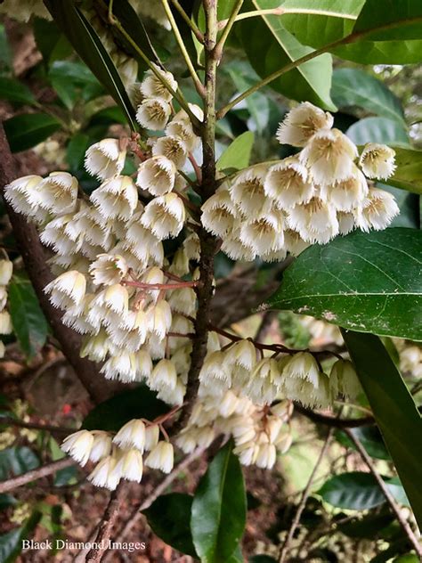 Elaeocarpus Eumundi Eumundi Quandong Smooth Leaved Quandong A