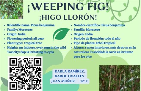 Weeping Fig | PDF