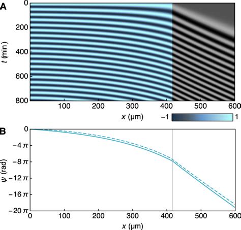 A Kymograph Of A Numerical Solution To Equation 1 With Constant PSM