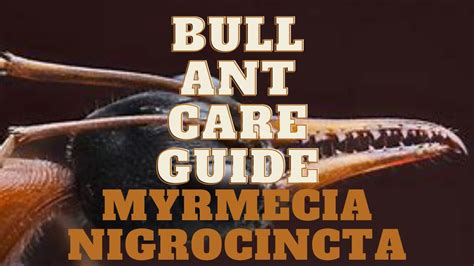 Bull Ant Care Guide Myrmecia Nigrocincta Youtube