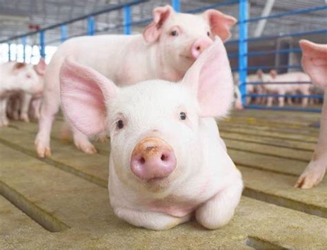 Raising Happy Healthy Pigs Are What Minnesota Pig Farmers Are All