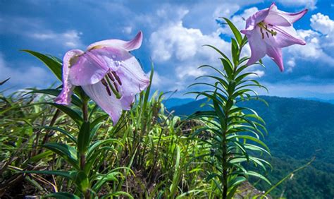 Shirui Lily state flower of Manipur