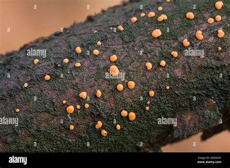 Fungus Coral Spot Nectria Cinnabarina On Dead Branch Stock Photo Alamy