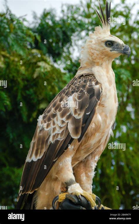 Portrait of Golden Falcon Stock Photo - Alamy