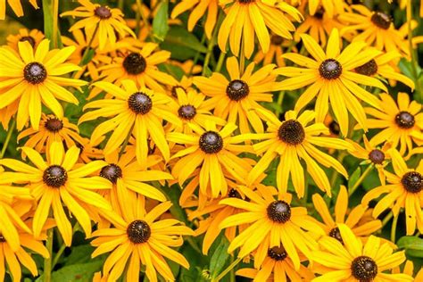 Rudbeckia Fulgida Var Speciosa Showy Black Eyed Susan Garden